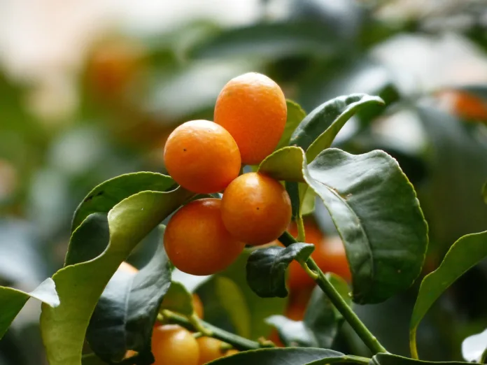 kumquats, tree, branch