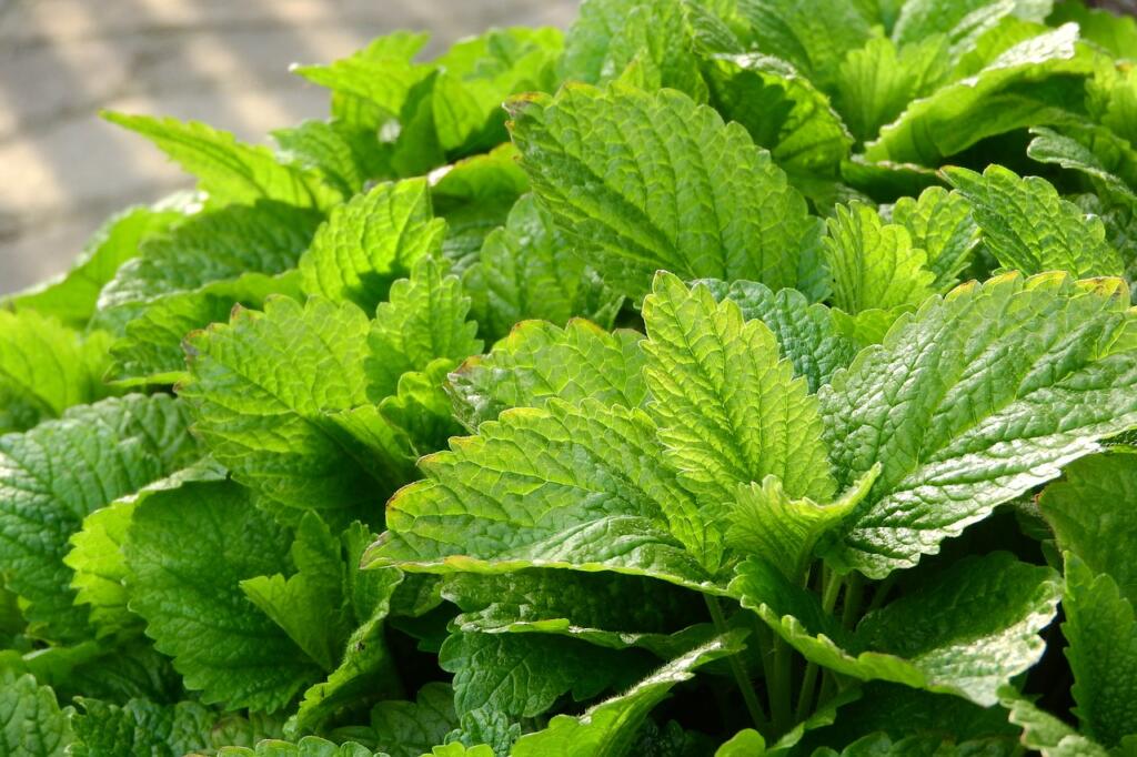 lemon balm, medical, melissa officinalis