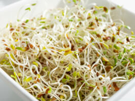 Macro photo of healthy fresh homegrown Alfalfa or Lucerne Medicago sativa sprouts in white bowl, back light. Used for for garnish or salad.