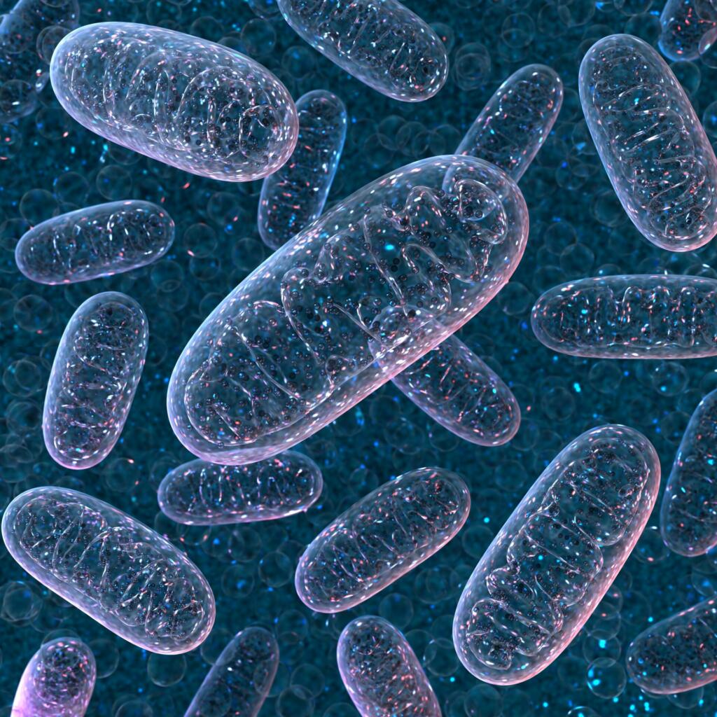 Mitochondrium. 3d rendering. Microbiology illustration