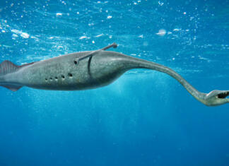 Ali bi bila lahko to nerešljiva skrivnost zgodovine? paleoart illustration showing an extinct Tullimonstrum creature