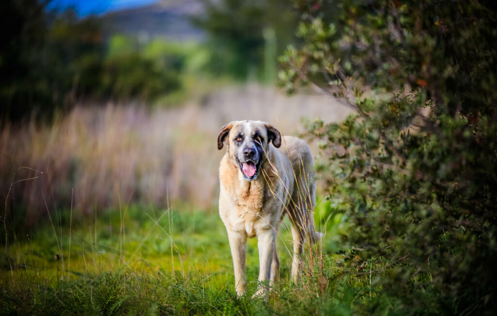 Portuguese Mastiff in the nature - Rafeiro do Alentejo