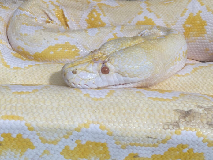 Selected focus for Python Reticulatus