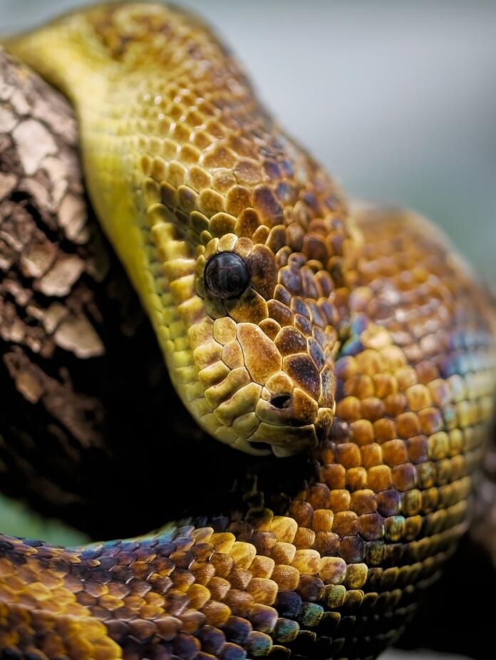 snake, boa, cuban boa