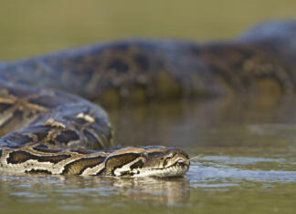 10 najdaljših kač, ki so kadarkoli obstajale specie Python molurus