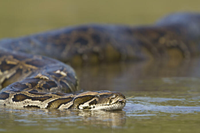 specie Python molurus