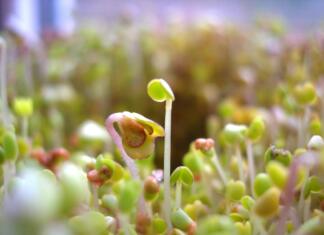 Kako gojiti kalčke doma? sprouted seeds, power, organic
