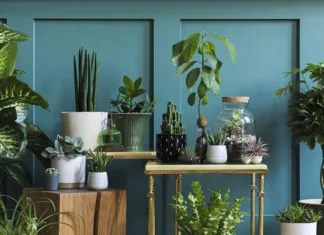 Eksotične rastline, ki bodo uspevale tudi v domačem vrtu Stylish living room interior filled a lot of beautiful plants in different design pots. Composition of home garden jungle. Modern home decor. Floral concept. Template.