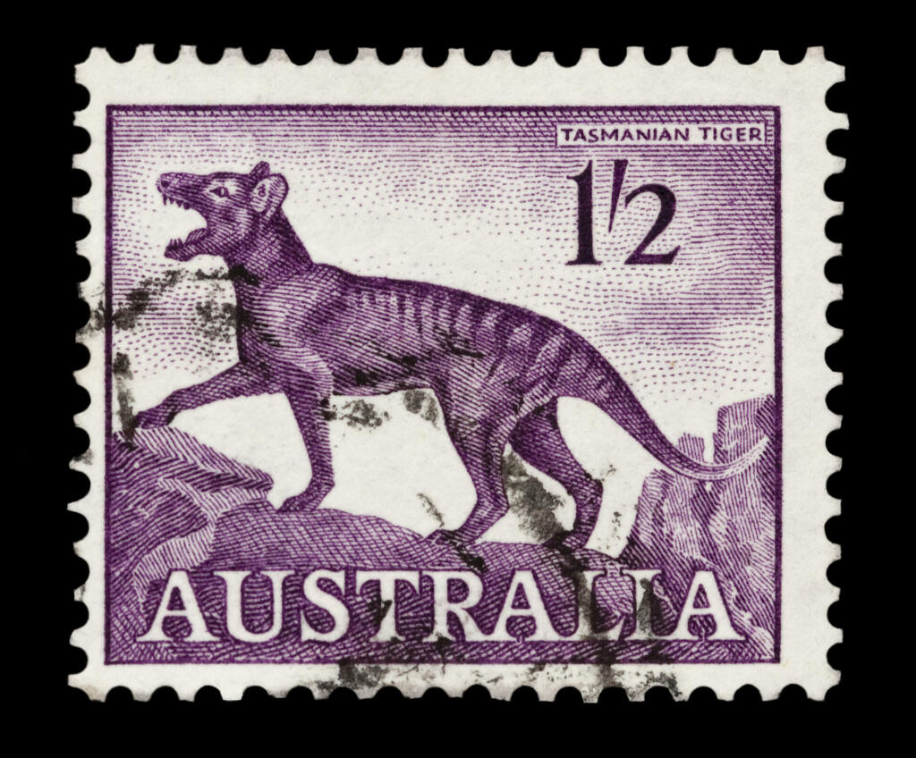 tasmanian tiger