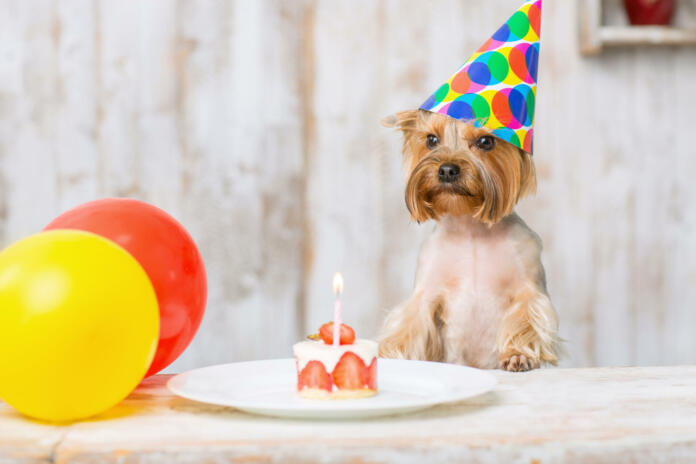 Terrier and cake. Little Yorkshire terrier is leaning on the table with balloons and piece of birthday cake.