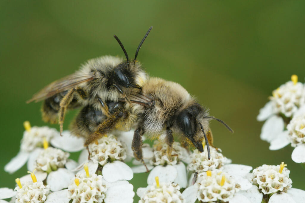 The copulation process of the gray mining bees on common yarrow flowers