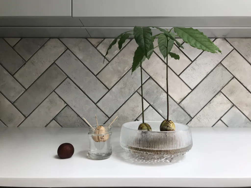 Three steps during the growth of an avocado tree from seed. Water growth. Tiles on the background with a pattern.