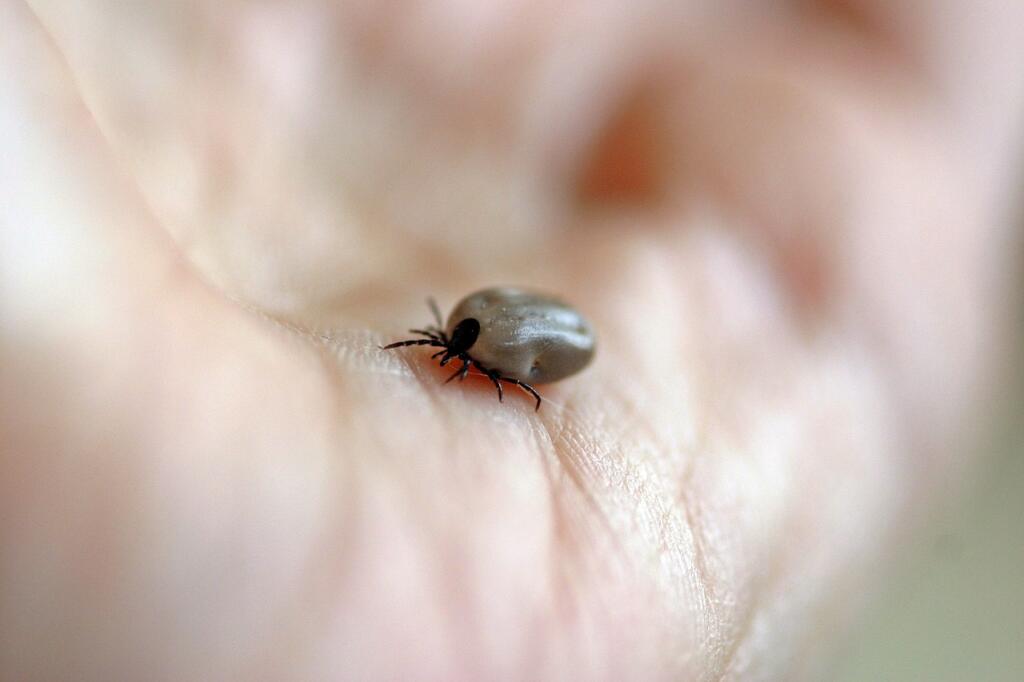 tick, wooden trestle, bloodsuckers