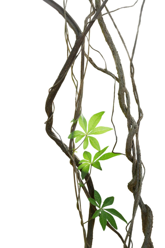 Twisted jungle vines with leaves of wild morning glory liana plant isolated on white background, clipping path included.