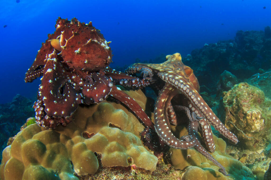 Two Octopus mating on coral reef