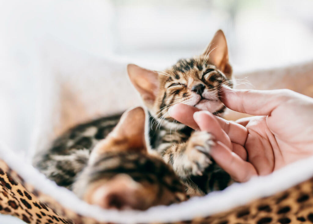 Young Bengal cat stroked under chin by a woman hand while resting on cat tree at home. Purebred