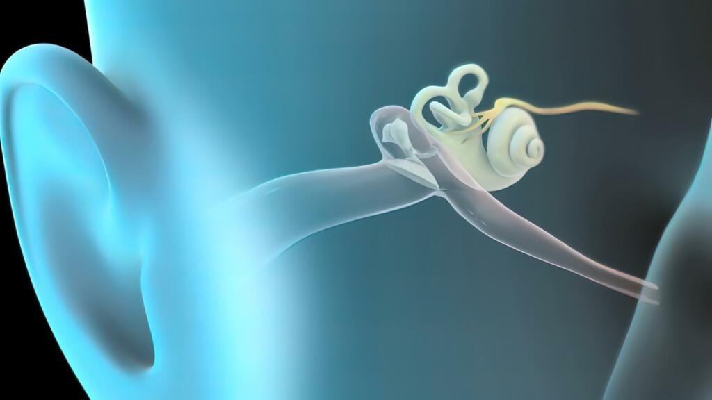 3D Human Ear Anatomy System 3D illustration