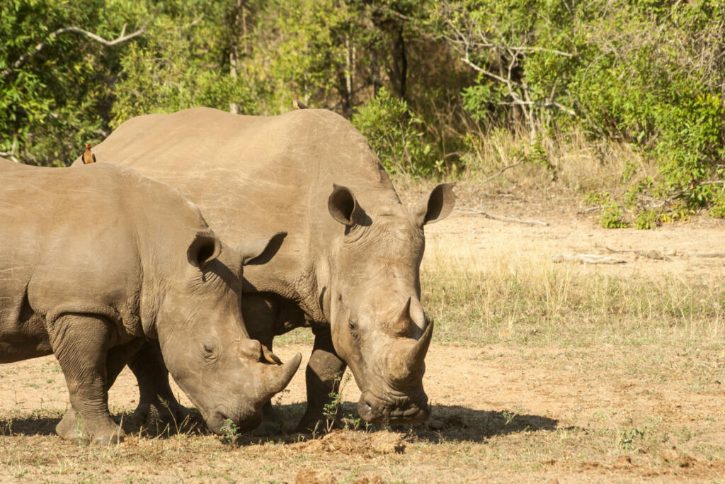 A female Southern white rhino, Ceratotherium simum, and her almost mature calf, grazing together in the Kruger National Park, South Arica. Though one of the more common species of rhinoceros, the white rhino are critically endangered due to the poaching for its horn.