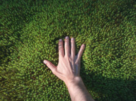 A hand touches a green forest moss. Point of view. Sunlight.