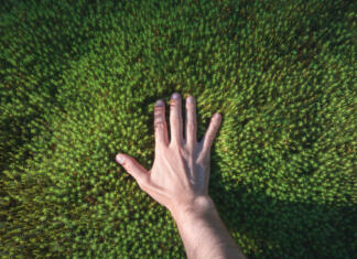 Rastline čutijo in vedo, kdaj se jih nekaj dotakne, pravi študija A hand touches a green forest moss. Point of view. Sunlight.