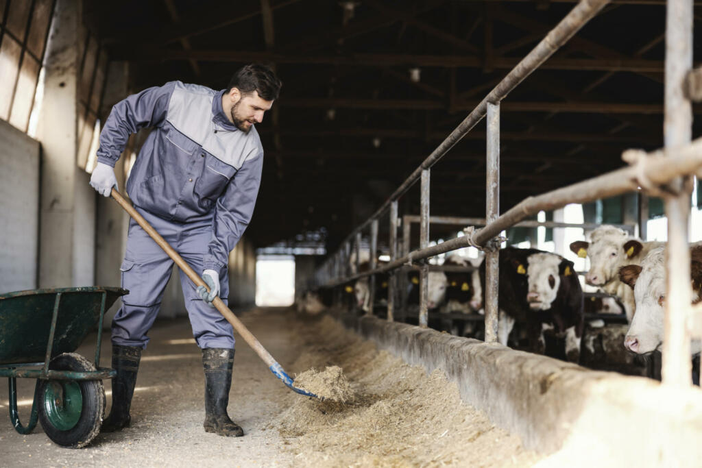 A worker on the farm holds a shovel and feeds cows with hay. Livestock and farming concept.