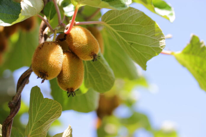 Actinidia deliciosa, plant of kiwifruit with golden fruit
