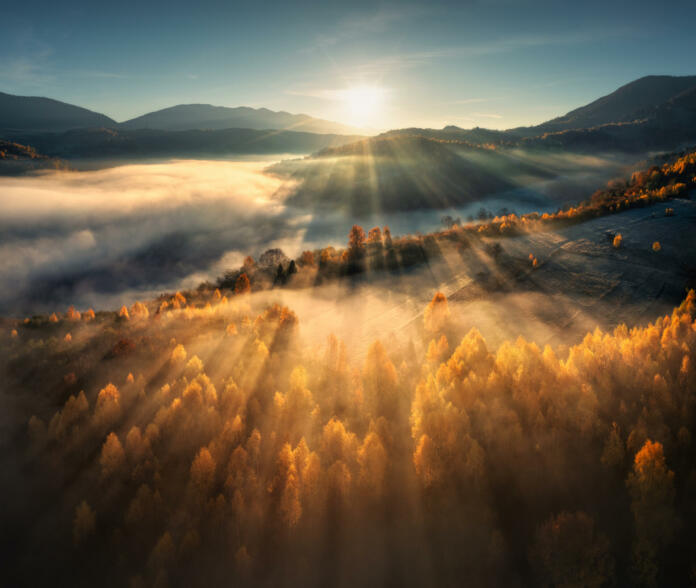 Aerial view of beautiful orange trees on the hill and mountains in low clouds at sunrise in autumn in Ukraine. Colorful landscape with woods in fog, sunbeams, sky, forest at dawn in fall. Top view