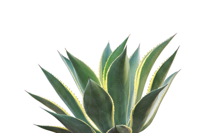 Agave celsii 'Multicolor' Plant Isolated on White Background with Clipping Path