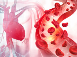 Blood cells in an artery. 3d illustration