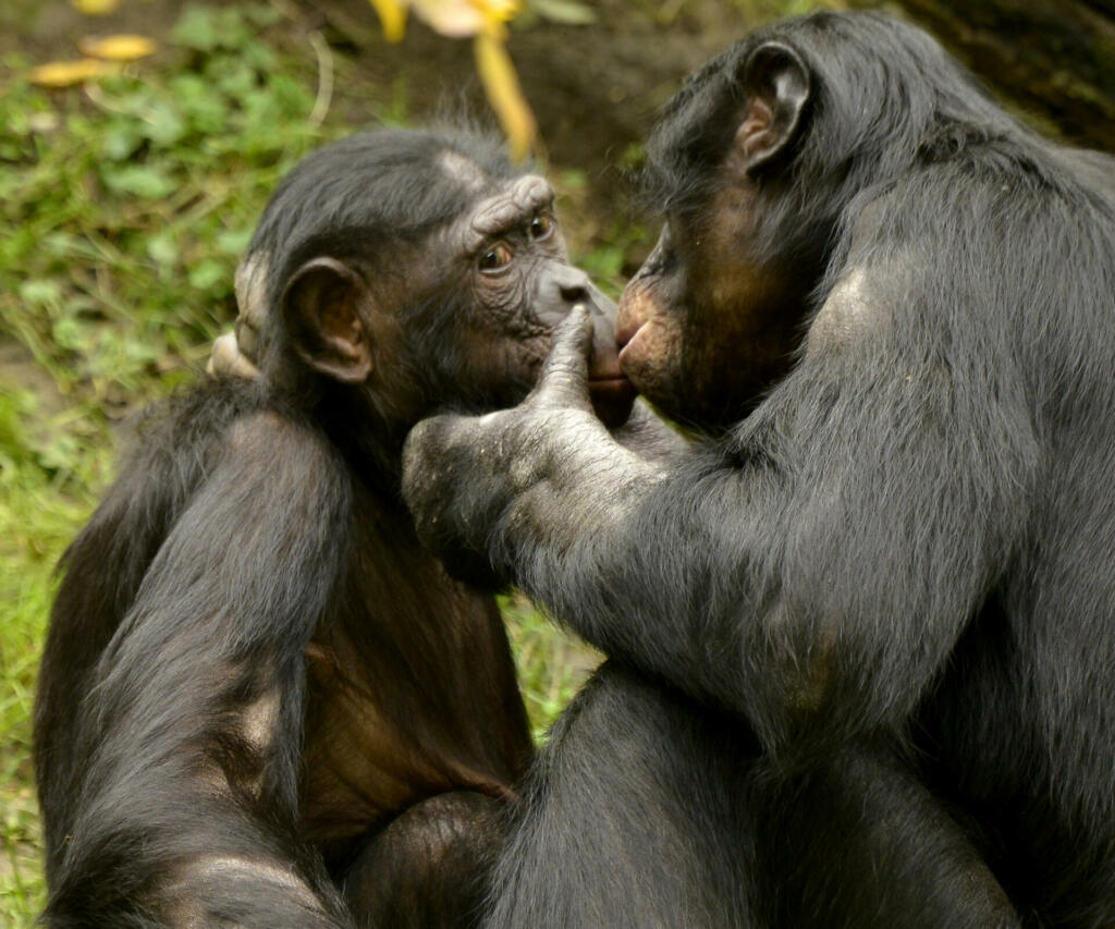 Bonobo Family