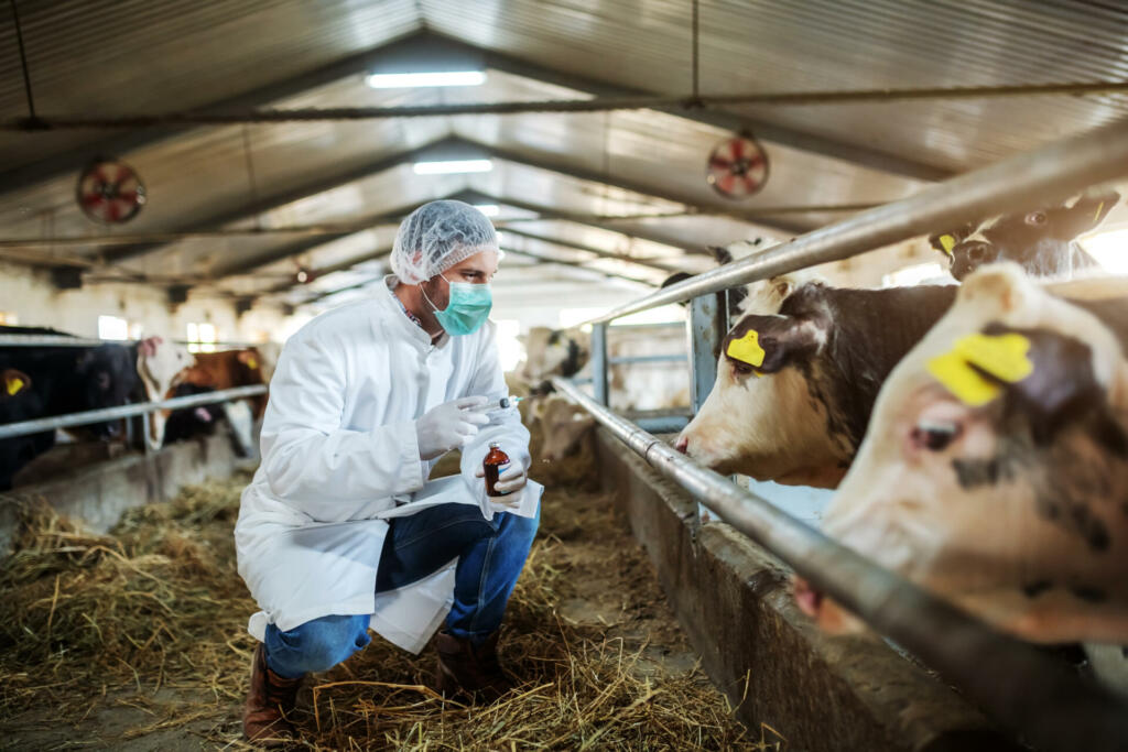 Caucasian veterinarian in protective uniform crouching, holding bottle with cure and preparing to give a shot to ill calf. Stable interior.