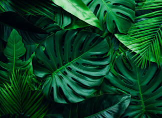 Študija izpodbila dolgoletno teorijo o matematičnem vzorcu v naravi closeup nature view of palms and monstera and fern leaf background. Flat lay, dark nature concept, tropical leaf.