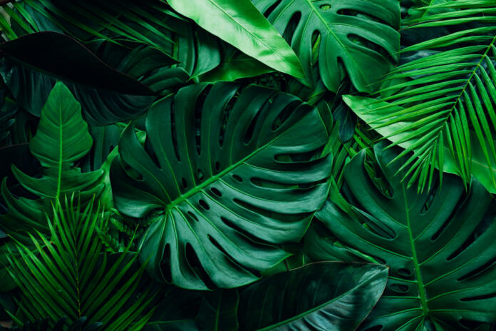 closeup nature view of palms and monstera and fern leaf background. Flat lay, dark nature concept, tropical leaf.