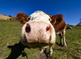 Smrtonosna bolezen norih krav v državi šele sedmič v zgodovini Cow head close-up of the nose