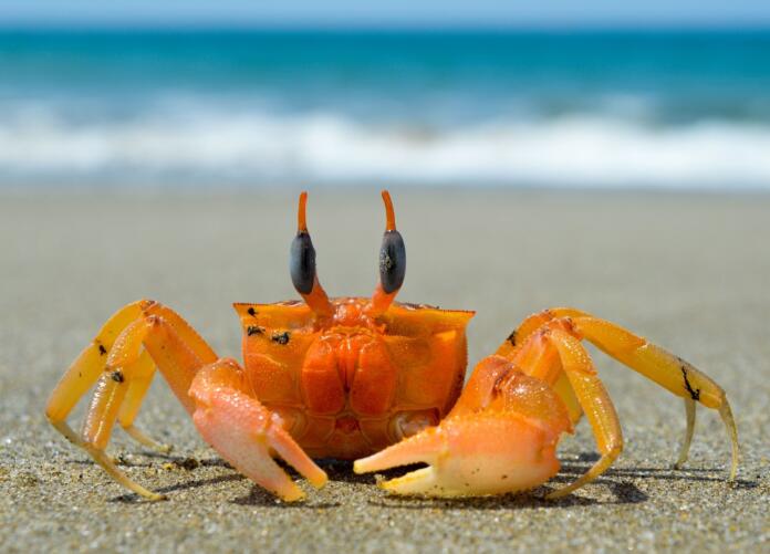crustacean, crab, sea