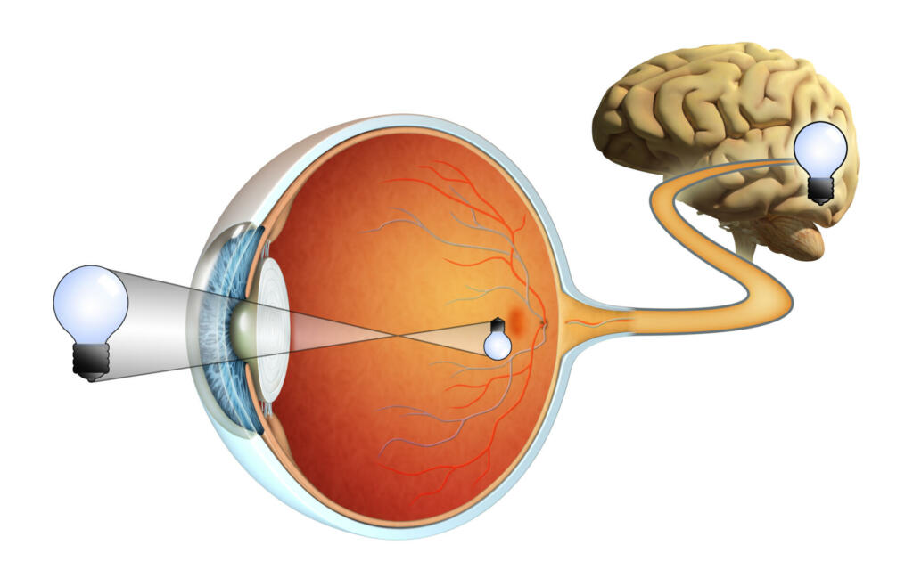 Komunikacija med očmi in možgani.