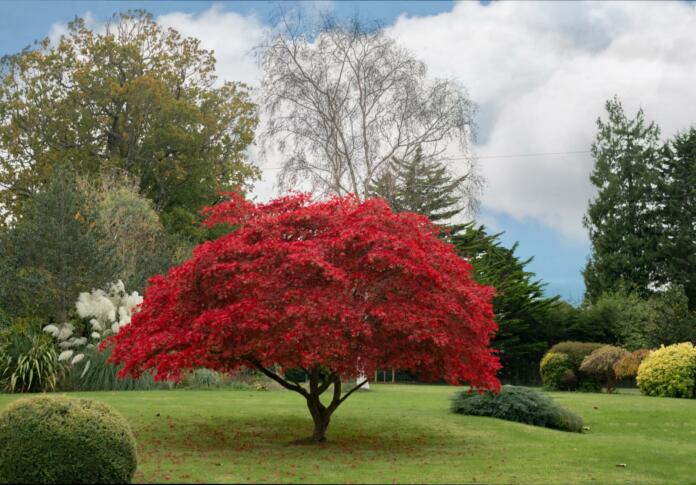 Japanese maple tree and garden landscape in Somerset