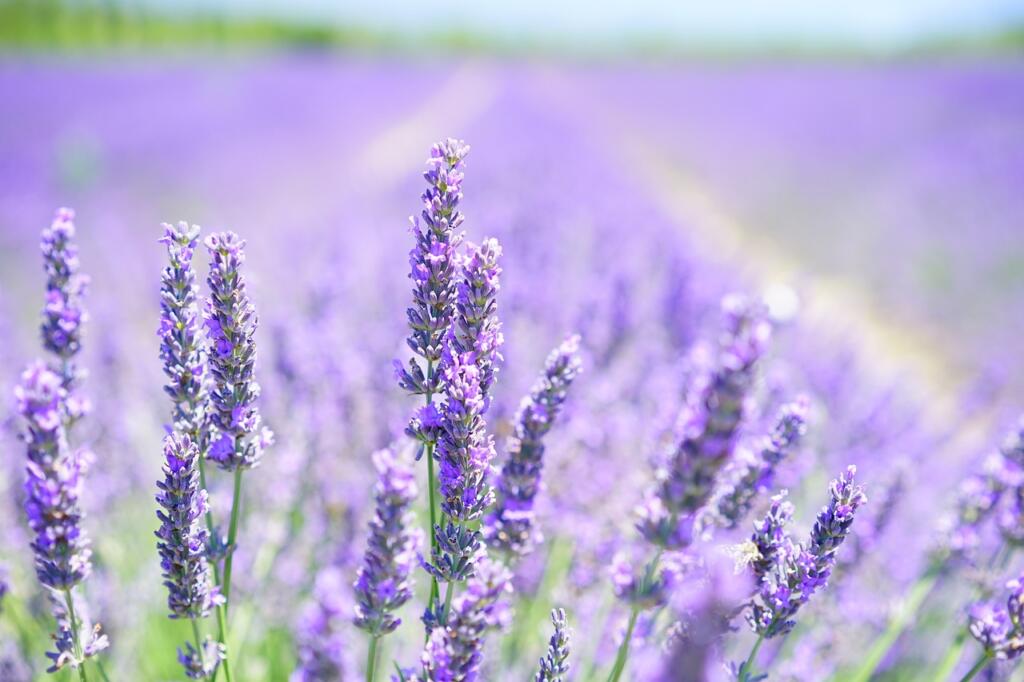 lavender, flower wallpaper, flowers