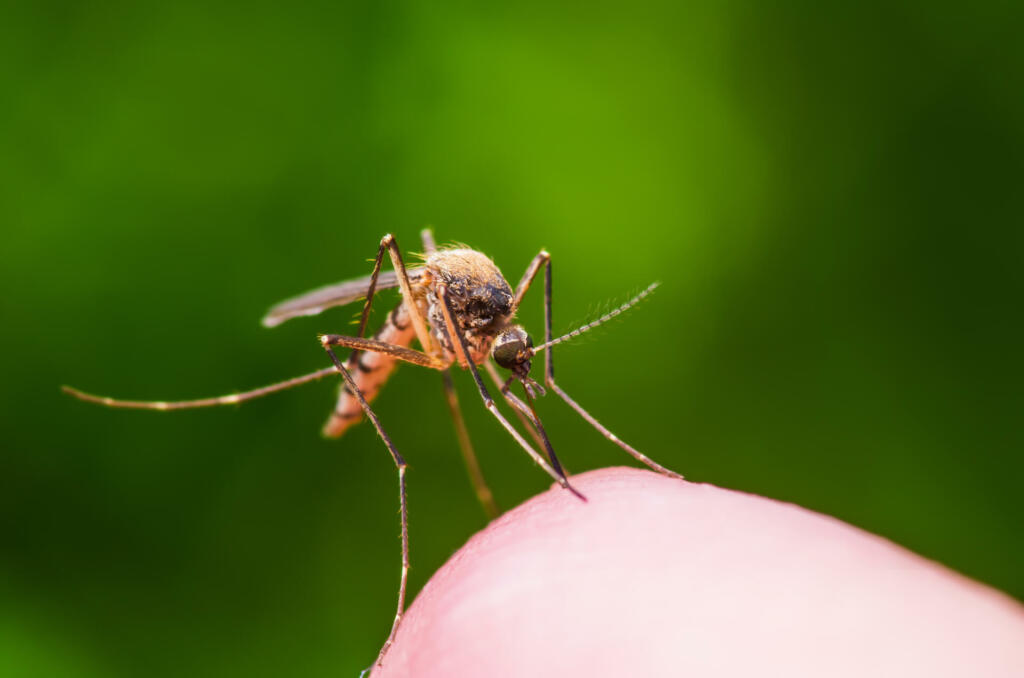 Macro Photo of Yellow Fever, Malaria or Zika Virus Infected Mosquito Insect Bite on Green Background