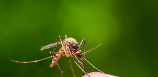 Macro Photo of Yellow Fever, Malaria or Zika Virus Infected Mosquito Insect Bite on Green Background