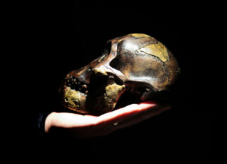Avstralopitka Lucy je lahko stala pokončno kot mi Model of human ancestor skull (Australopithecus afarensis) on a hand. Dark background.