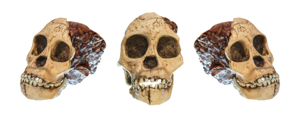 Set of Australopithecus africanus Skull . ( Taung Child ) . Dated to 2.5 million years ago . Discovered in 1924 in a limestone quarry near Taung village , South africa .