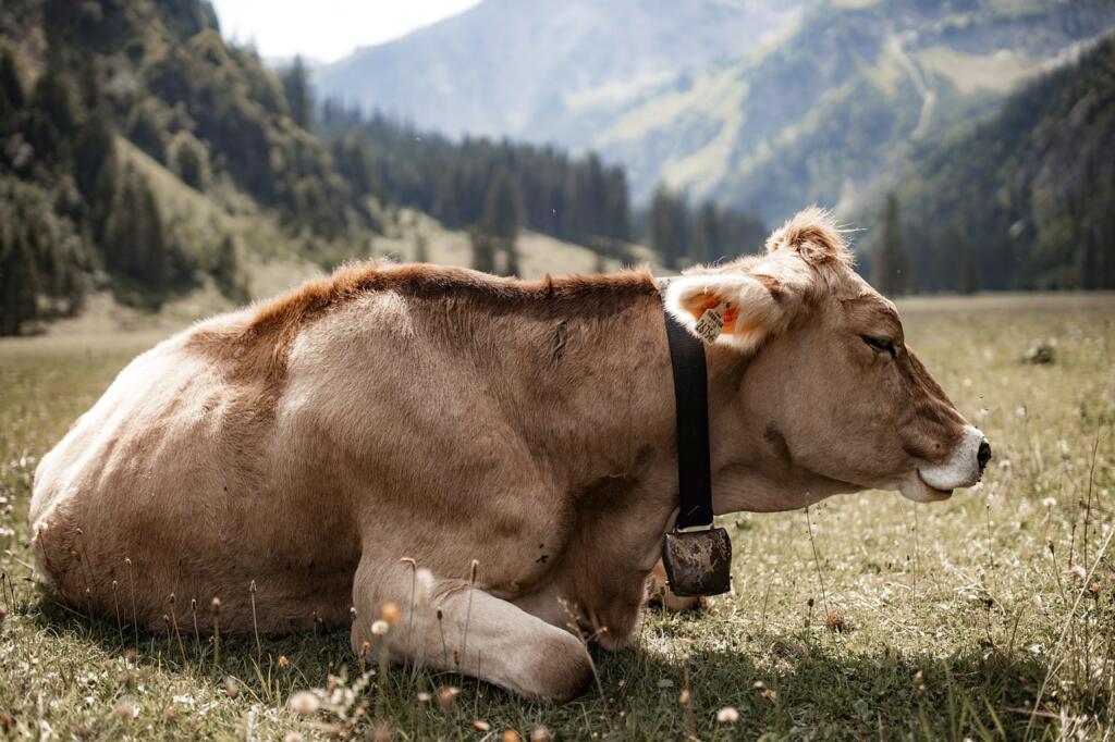 simmental cattle, cow, beef