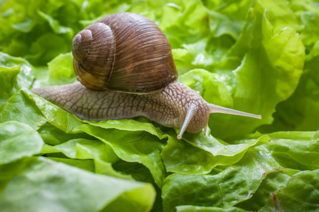 Slug in the garden eating a lettuce leaf. Snail invasion in the garden