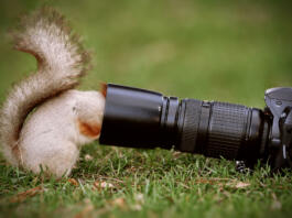 Squirrel stands on the ground and keeps the camera lens.