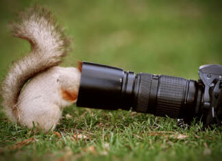 Podjetje IKEA in Annie Leibovitz predstavljata mentorski program za nadarjene fotografe in fotografinje Squirrel stands on the ground and keeps the camera lens.