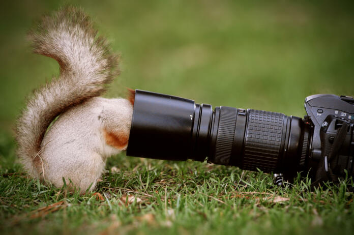 Squirrel stands on the ground and keeps the camera lens.