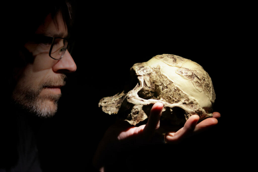 Teacher with a skull of a human ancestor on his hand. Australopithecus africanus model.