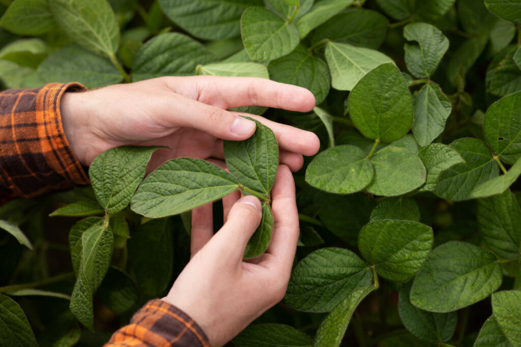 The farmer inspects the green soybean leaves and checks for pests. Agriculture