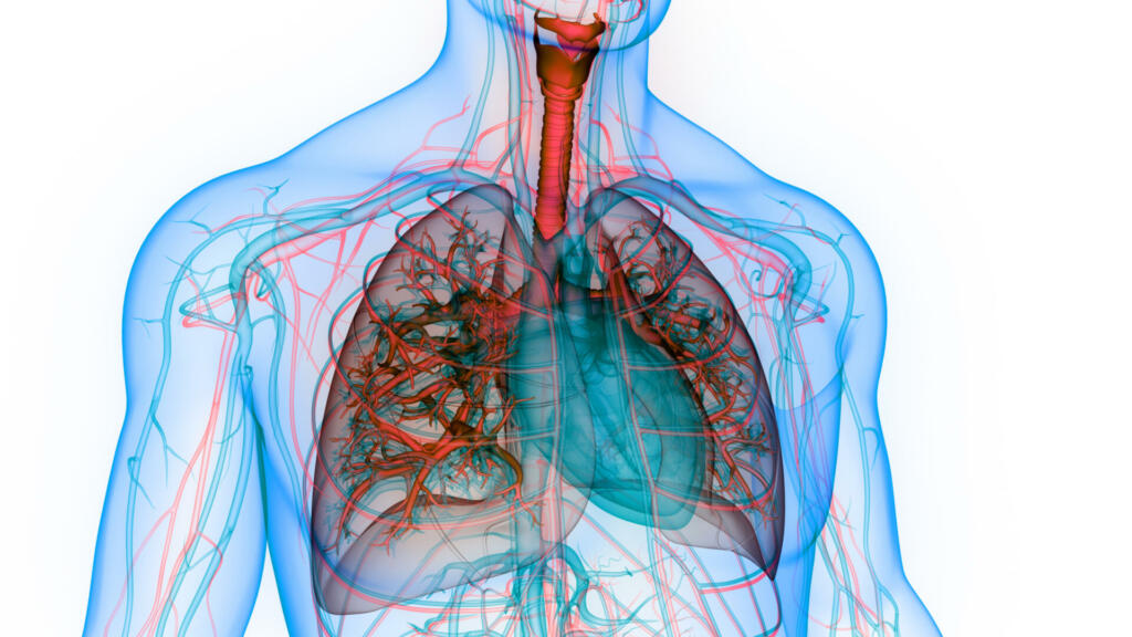 3D Illustration Concept of Human Respiratory System Lungs Anatomy